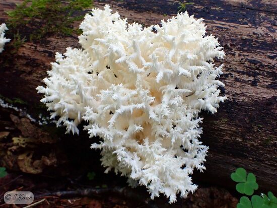 Hericium coralloides